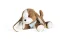 Kaloo Plyšový pes Les Amis 18 cm